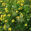 Clematis orient.Bill MacKenzie