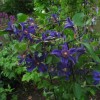 Clematis int. Saphyra Indigo