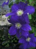 Clematis Lady Northcliffe