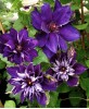 Clematis Shin-Shigyoku