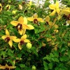 Clematis ser.Golden Tiara
