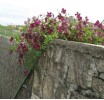 Clematis vit.Royal Velours