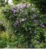 Clematis Perle d` Azur