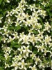 Clematis montana Wilsonii