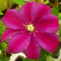 Clematis Sunset Clematis Sunset