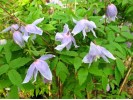 Clematis macropetala Floralia