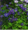 Clematis Mia Syn. Marine