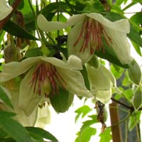 Clematis cirrhosa Isca BFCC