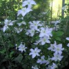 Clematis Yukikomachi