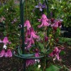 Clematis int.Rosea