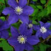 Clematis Lady Northcliffe