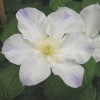 Clematis Veronica`s Choice