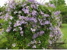 Clematis vit. Emilia Plater