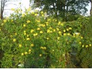 Clematis tang. Lambton Park