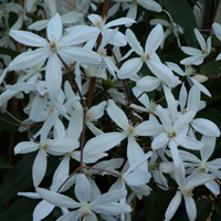 541-armandii-snowdrift-200.jpg