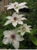 Clematis Sparkler