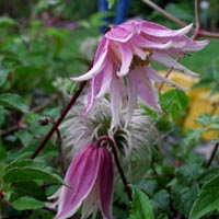 Clematis koreana Propertius