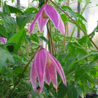 Clematis koreana Columella