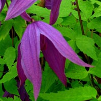 Clematis ochotensis Tage Lundell