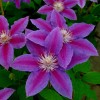 Clematis Dr. Ruppel