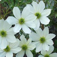 Clematis Early Sensation