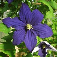 Clematis Rhapsody