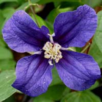 Clematis erist. New Hendersonii