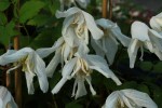 Clematis macropetala White Swan