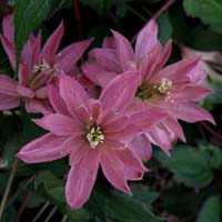 Clematis montana Broughton Star