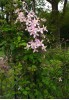 Clematis montana rubens Odorata