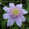 Clematis Moonglow