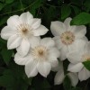 Clematis Mrs. Georg Jackman