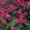 Clematis vit.Abundance