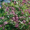 Clematis vit.Minuet