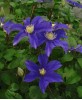 Clematis Lady Northcliffe