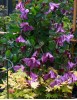 Clematis int.Pamjat Serdtza