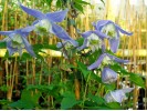 Clematis alpina Blue Princess