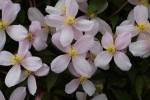 Clematis montana rubens