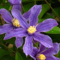 Clematis int. Arabella 