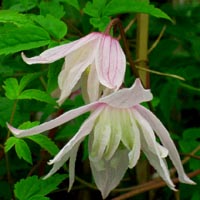 Clematis alpina Pink Princess