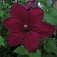 Clematis Westerplatte   