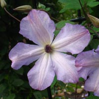 Clematis Consort