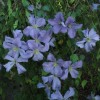 Clematis Prince Charles