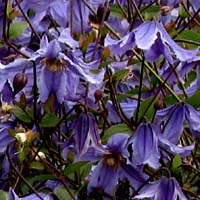 Clematis int.Blue Boy