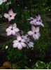 Clematis Fond Memories