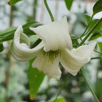 Clematis huchouensis