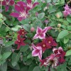 Clematis texensis Sir Trevor Lawrence