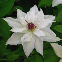 Clematis Sparkler