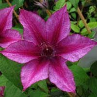 Clematis K�nigskind purpur