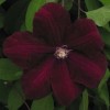 Clematis Westerplatte   